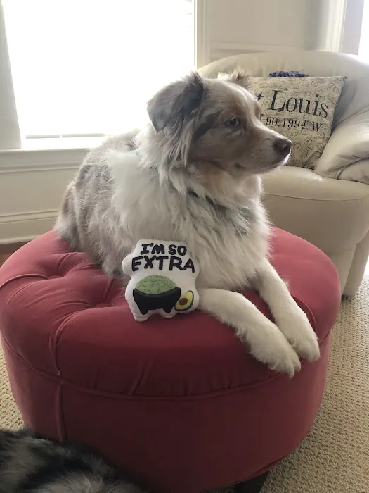 Kirkwood Animal Hospital Picture 3