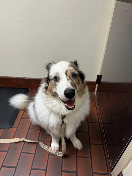 Kirkwood Animal Hospital Picture 1