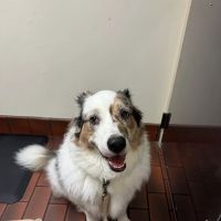 Kirkwood Animal Hospital ico