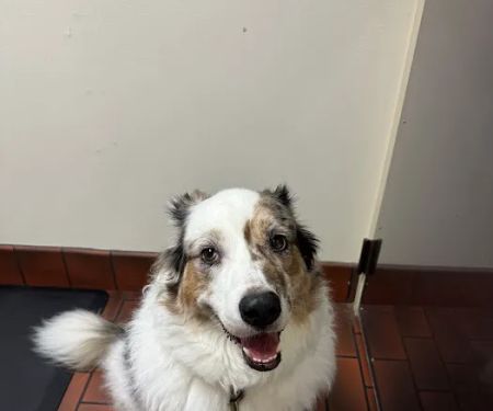 Kirkwood Animal Hospital