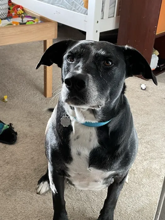 Kirkwood Animal Hospital Picture 4