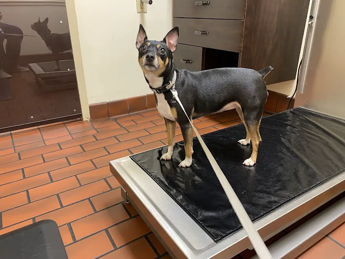 Kirkwood Animal Hospital Picture 5