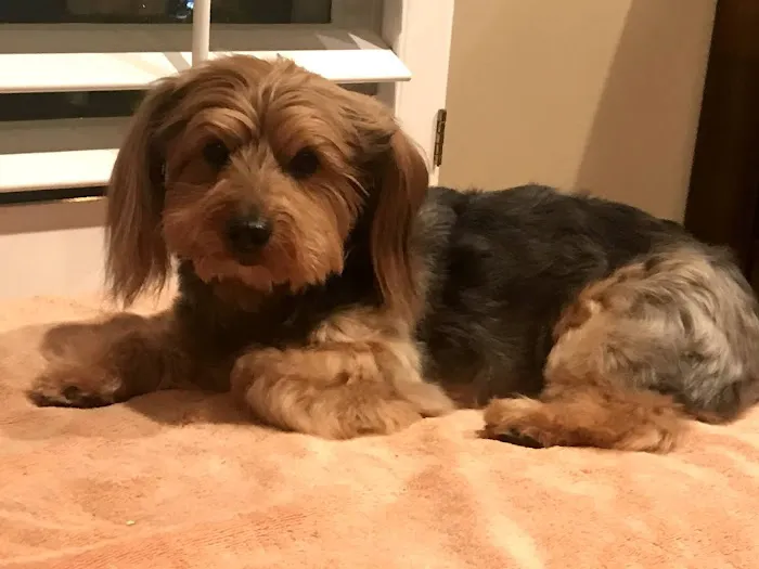 Kirkwood Animal Hospital Picture 2