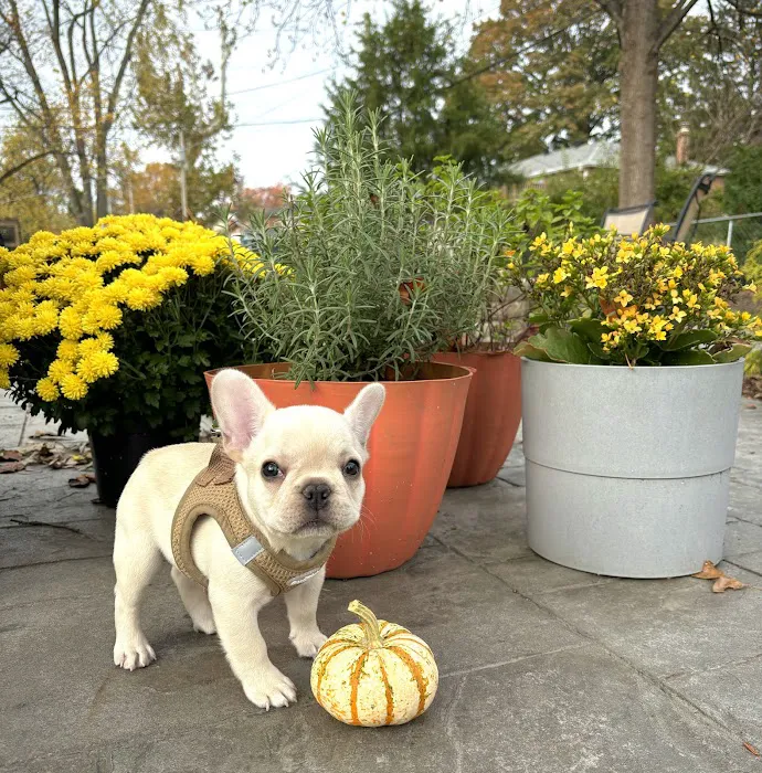 Kirkwood Animal Hospital Picture 9