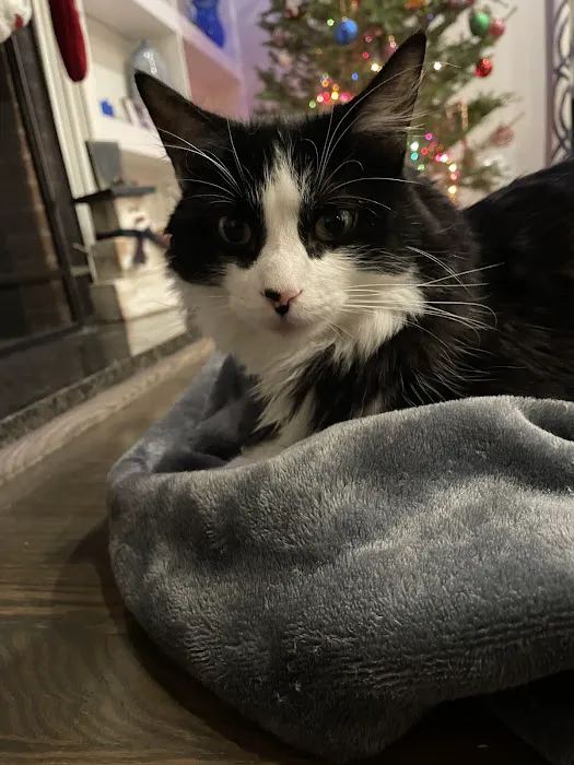 Kirkwood Animal Hospital Picture 8