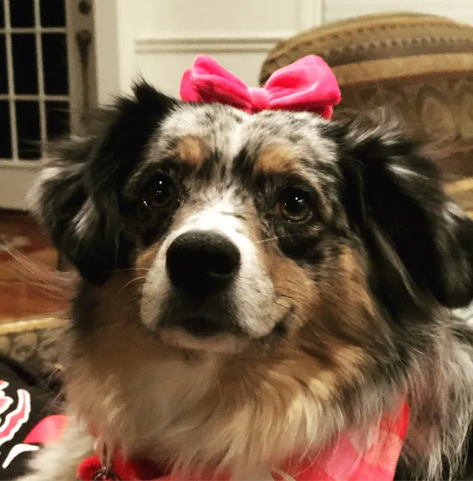 Kirkwood Animal Hospital Picture 7