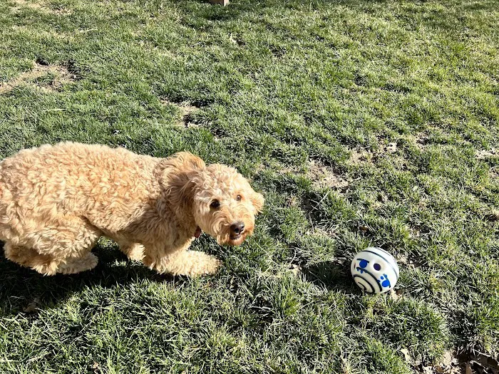 Kirkwood Animal Hospital Picture 10