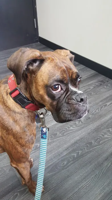 Veterinary Care Center- Urgent & Wellness Care Picture 1