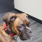 Veterinary Care Center- Urgent & Wellness Care