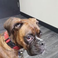 Veterinary Care Center- Urgent & Wellness Care ico