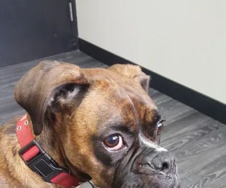 Veterinary Care Center- Urgent & Wellness Care