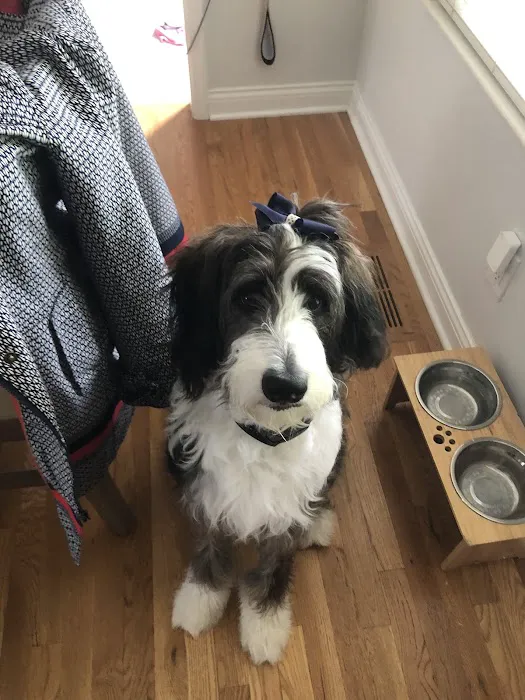 Veterinary Care Center - Formerly Village Animal Clinic Picture 1