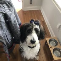 Veterinary Care Center - Formerly Village Animal Clinic ico