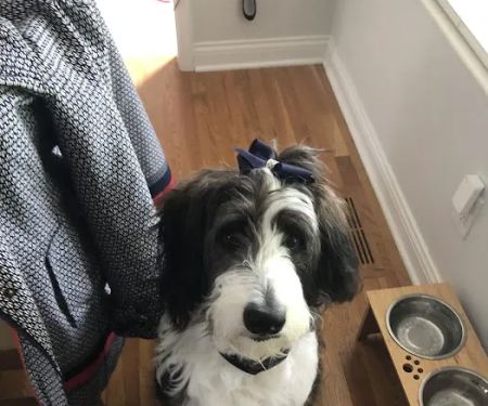 Veterinary Care Center - Formerly Village Animal Clinic