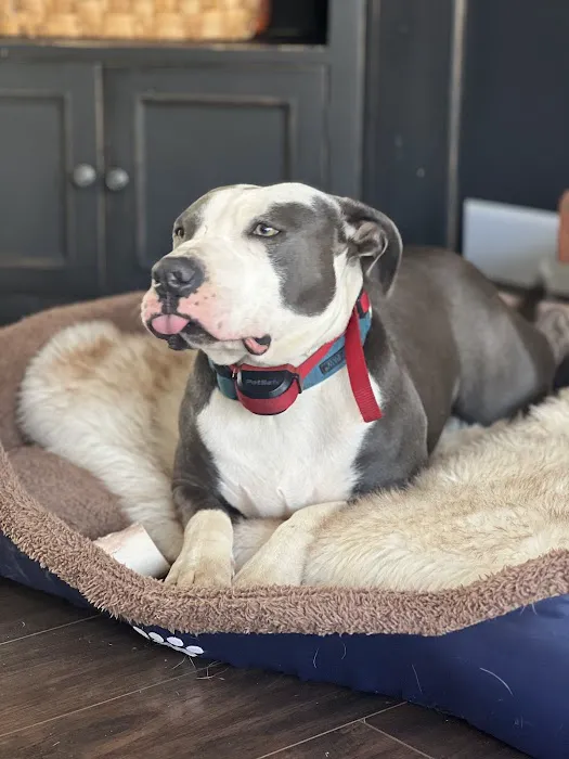 Banfield Pet Hospital Picture 3