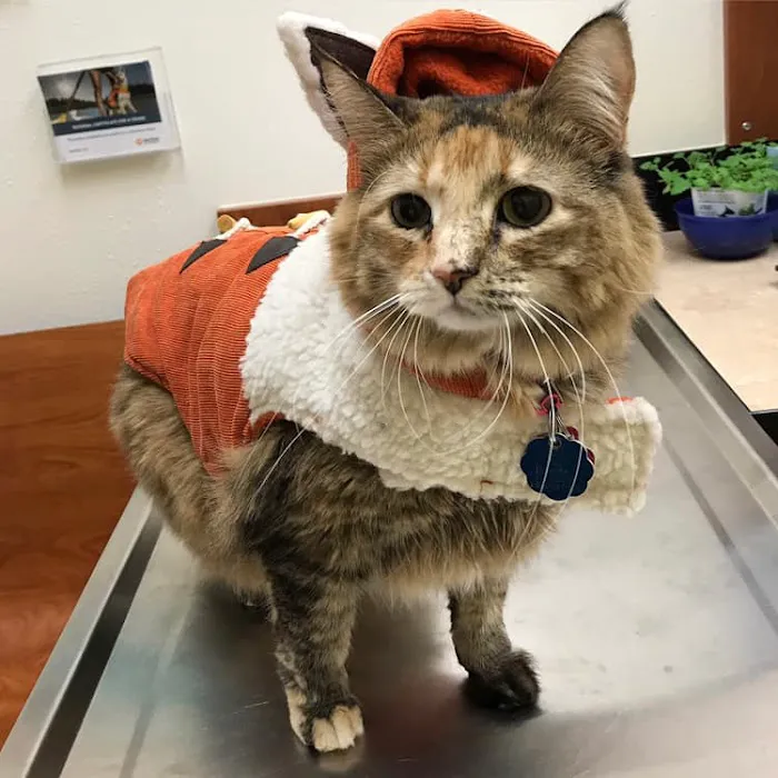 Banfield Pet Hospital Picture 2