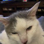 Banfield Pet Hospital