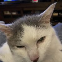 Banfield Pet Hospital ico