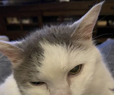 Banfield Pet Hospital