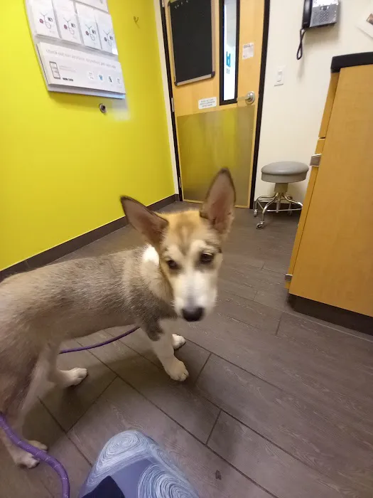 Banfield Pet Hospital Picture 8