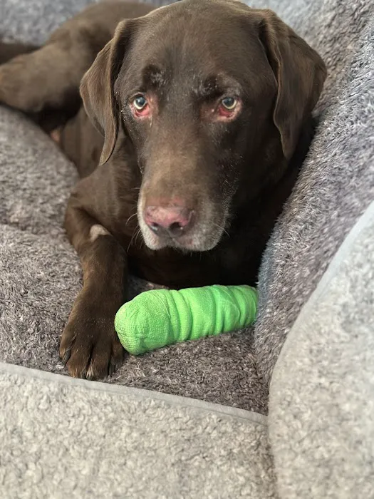 Banfield Pet Hospital Picture 6