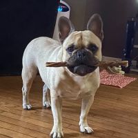 Town and Country Veterinary Hospital ico