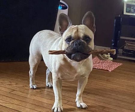 Town and Country Veterinary Hospital