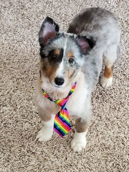 Town and Country Veterinary Hospital Picture 6