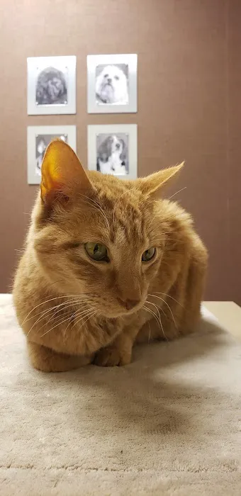 Town and Country Veterinary Hospital Picture 4