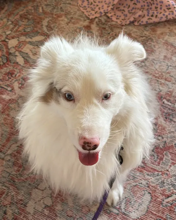 Town and Country Veterinary Hospital Picture 8