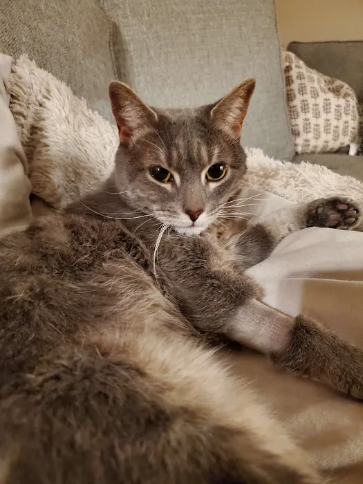 Town and Country Veterinary Hospital Picture 9