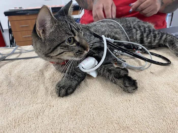 Veterinary Emergency Group Picture 1