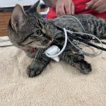 Veterinary Emergency Group