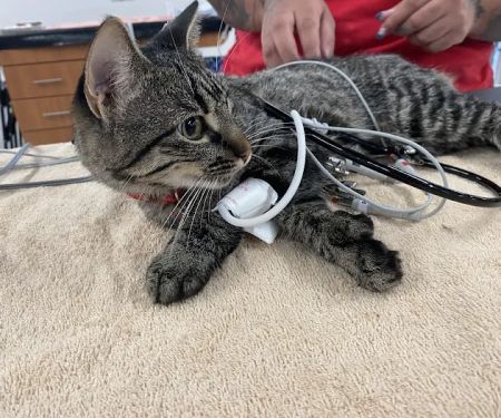 Veterinary Emergency Group