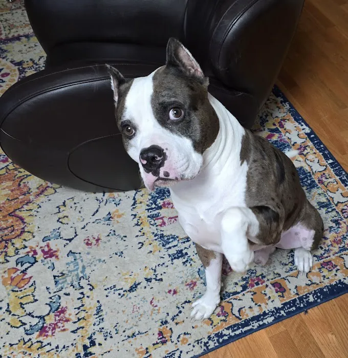 Vet Stop Animal Hospital Picture 2