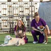 Vet Stop Animal Hospital ico