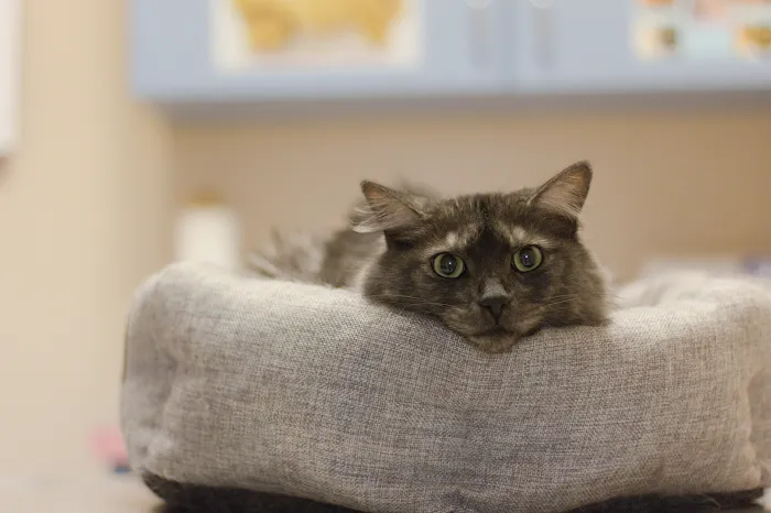 Vet Stop Animal Hospital Picture 9