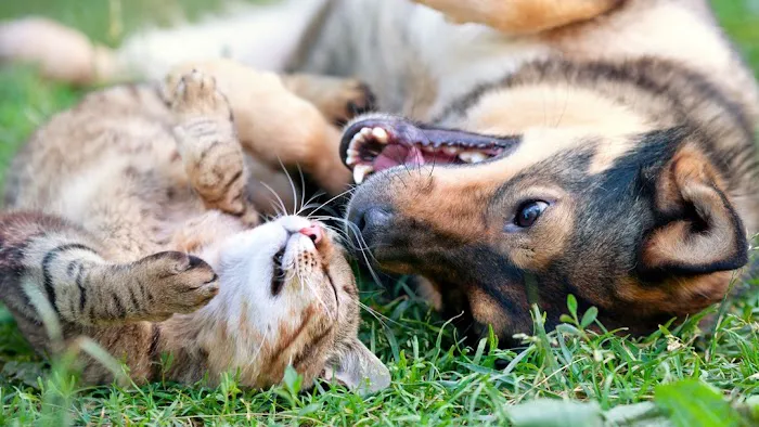 St. Peters Animal Hospital Picture 1