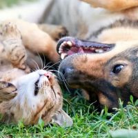 St. Peters Animal Hospital ico