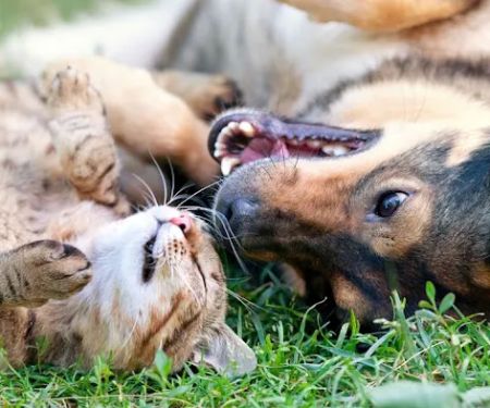 St. Peters Animal Hospital