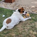 Cooper's Veterinary Care