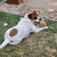 Cooper's Veterinary Care ico