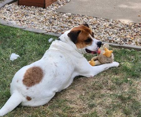 Cooper's Veterinary Care