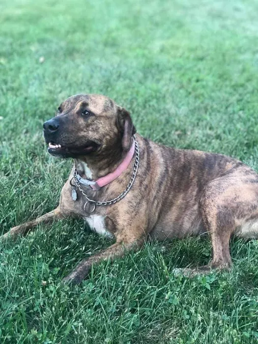 Cooper's Veterinary Care Picture 3