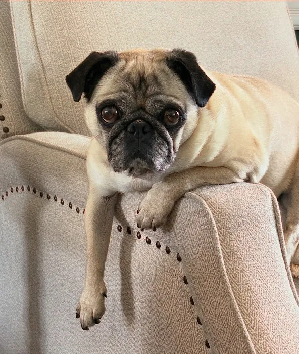 Cooper's Veterinary Care Picture 5