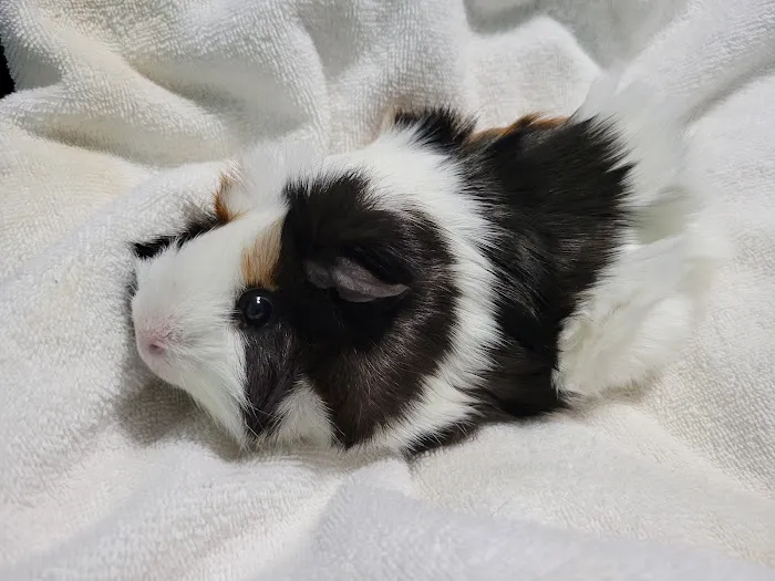 Pet Health Center Picture 4