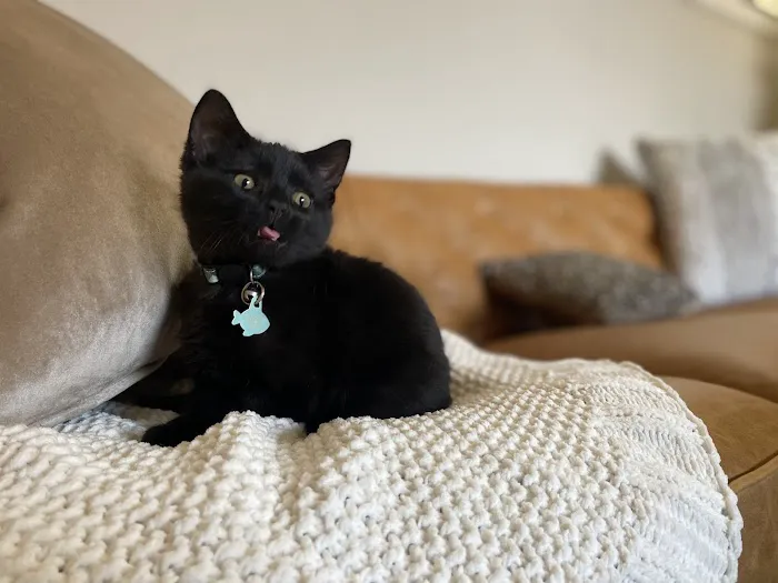 Pet Health Center Picture 2