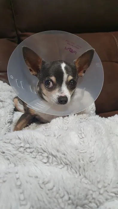 Pet Health Center Picture 5