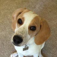 Harvest Plaza Animal Hospital ico