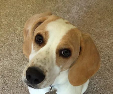 Harvest Plaza Animal Hospital